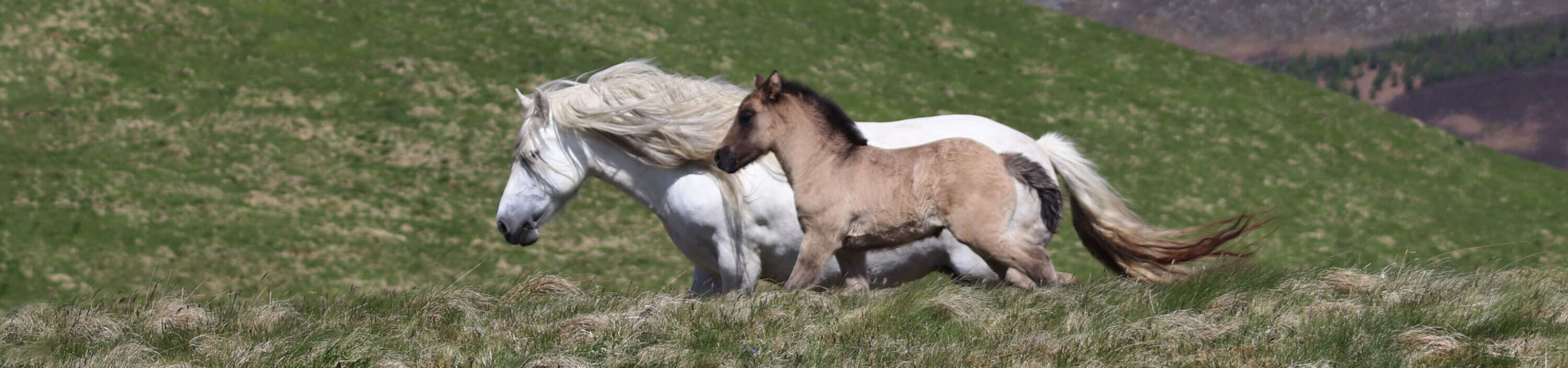 Highland pony mare and foal on Kinclune Estate