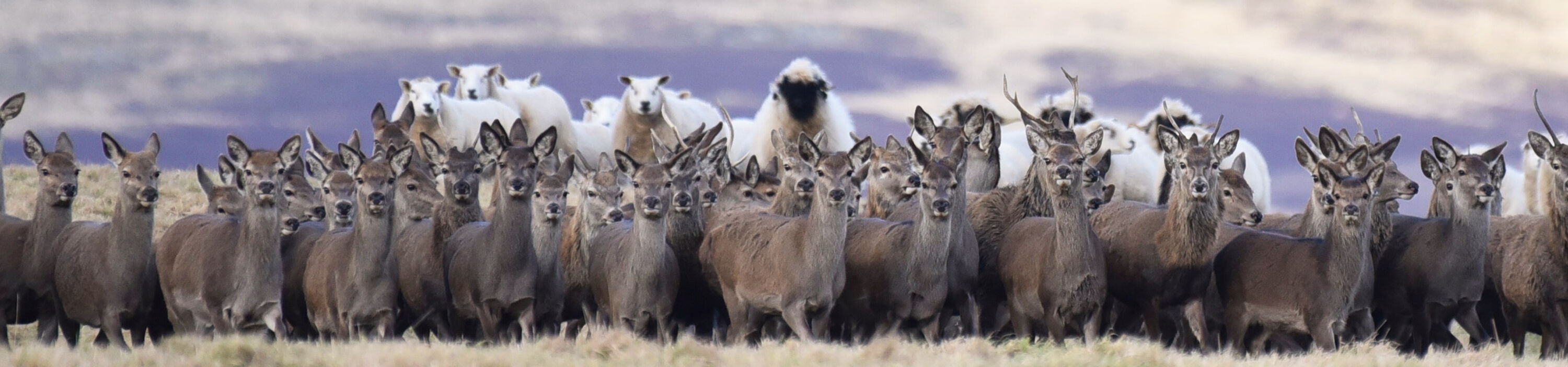 Red deer and sheep photographed from Kinclune Estate